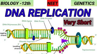 DNA REPLICATION  Genetics  Molecular basis of Inheritance 🎯 Quick Revision 🔥 [upl. by Wylde]