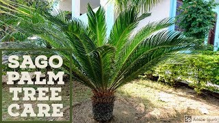 Sago PalmKangi Palm Care in HindiUrdu [upl. by Naugan]