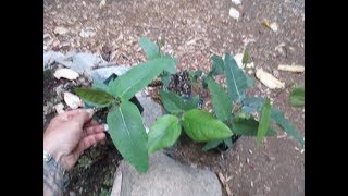 Eucalyptus ficifolia update [upl. by Gonick]