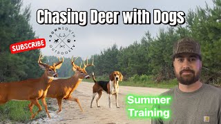 Running Deer with Dogs  2024 Summer Training  Eastern NC [upl. by Rasure]