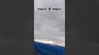 eagle 2024 shorts austria respectanimals nicemoments [upl. by Laenahtan892]