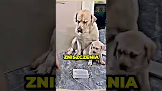 PSIA MAMA STANĘŁA W OBRONIE SWOJEGO SYNKA😱🐶 [upl. by Amoritta]