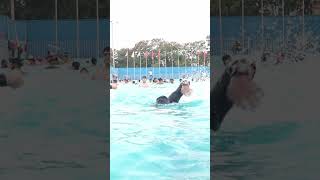 Freestyle Stroke Swimming [upl. by Dammahum336]