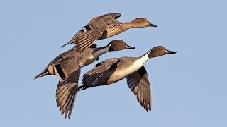 🎵🦆Sound northern pintail Duck 1h🎶🦆 sound pintail duckhunting duckseason waterfowlhunting hunt [upl. by Nomae]