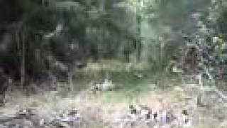 land o lakes skunk ape footage [upl. by Attemaj]