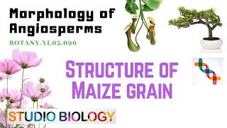 BOTANY XI05096 – Morphology of Angiosperms – Structure of Maize Grain [upl. by Irrep419]