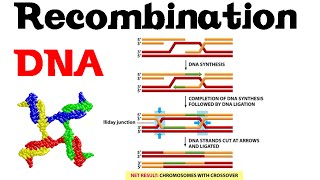 DNA recombination basic [upl. by Premer]