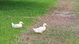 Pekin Ducks Are So Comical Walking with Carefully Measured Steps on Orange Feet amp Slip Into Lake [upl. by Annelise]