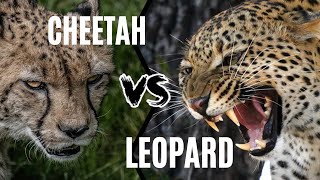 Cheetah vs Leopard The Ultimate Guide to Their Differences [upl. by Avihs514]