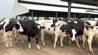 Modern Dairy Farm  Top Quality Holstein Friesian Cows  HRM DAIRIES  in Pakistan by Mukkram [upl. by Ylra]