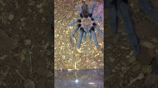 Slow motion Mexican Rose Grey tarantula Tliltocatl Verdejo [upl. by Arivle710]