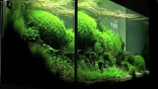 Aquascaping  Aquarium Ideas from The Art of the Planted Aquarium 2011 part 1 [upl. by Ecirual]