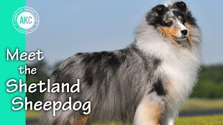 Meet the Shetland Sheepdog [upl. by Enitsirc374]