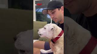 Man Finds Out His Dog HATES Joe Biden BestDadCEO [upl. by Nibbs]