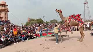 Bikaner Camel Festival 2019  Amazing performance camel इंटरनेशनल ऊँट महोत्सव बीकानेर 2019 [upl. by Domela]