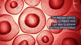 PI3KAkt signaling disruption affects autophagy in dystrophindeficient myoblasts [upl. by Ailla801]