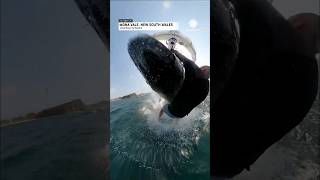 JawDropping Moment Kite Surfer Survives Encounter with Whale  AccuWeather [upl. by Aened]