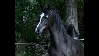 Straight Egyptian Black Mare Hu Farah Lace at Hughes Arabians USA [upl. by Pinzler]