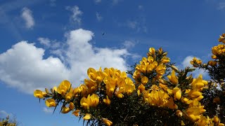 Exmoor National Park… Circular hike around Winsford Hill [upl. by Wilburt661]