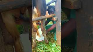 Dairy farming Local method of milking milk in Africa 🌍 for beginners [upl. by Monson]