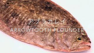 ARROWTOOTH FLOUNDER アブラカレイ Aburakarei [upl. by Ellehcrad]