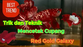 Cara Mencetak Cupang Red Gold Galaxy  RGG Cupang Trend 2022 [upl. by Nonahs726]