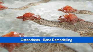 Medical Animation  Osteoclasts  Bone Remodelling [upl. by Ohce]