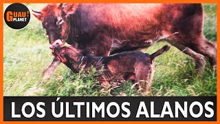 Alano Español💪 quotlos últimos Alanosquot👨‍🌾 🐄 alanoespañol alanoperro [upl. by Bouchard]