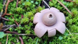 Crecimiento explicado de una estrella de tierra Geastrum spp [upl. by Merrie]