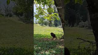 Tranquility base of minetalesh county gilan  beautiful iran [upl. by Hadleigh]