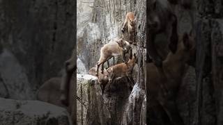 How Mountain Goats Master the Art of Climbing [upl. by Adlev]