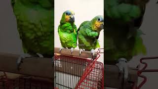 Orange winged amazonparrot naturelovers cutebirds relaxing youtubeshorts [upl. by Raimondo]