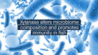 Xylanase increases butyrate levels in the fish gut leading to enhanced immune protection [upl. by Cirde]