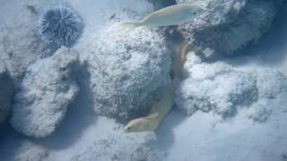 Best snorkeling in Aruba Boca Catalina Malmok Arashi including Shark Octopus and Lion Fish [upl. by Issor301]