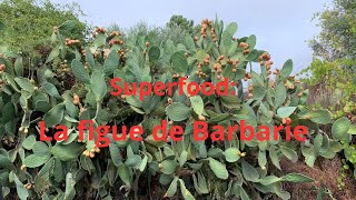 Superfood la figue de Barbarie [upl. by Nirik]