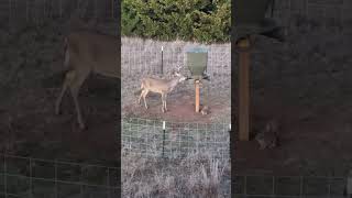 Oklahoma 10 point Archery Whitetail Deer Hunting hunting deer archeey bowhunting [upl. by Linnea]