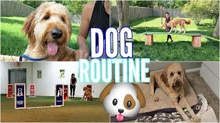 A DAY IN THE LIFE OF MY GOLDENDOODLE DUDE AGILITY TRAINING NEW TOYS [upl. by Tocs]