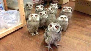 Owl  A Funny Owls And Cute Owls Compilation  NEW [upl. by Middle]