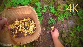 All chanterelles have already been harvested it remains to collect cucumbers [upl. by Zohar]