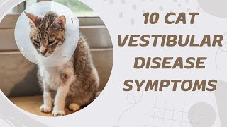 10 Cat Vestibular Disease Symptoms [upl. by Oicnerual]