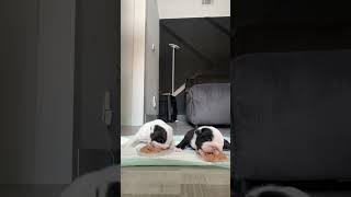 Puppies first time eating food weaning englishbulldog puppies englishbulldogpuppy [upl. by Anette245]