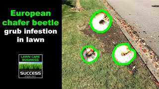 European chafer beetle grub infestation in lawn [upl. by Lebisor904]