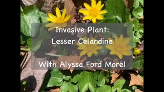 Invasive Plant Lesser Celandine [upl. by Vi]