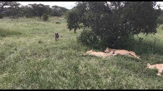 Warthog runs right into a pride of lions [upl. by Marice]