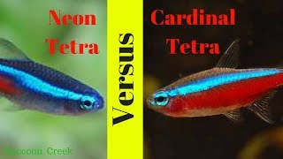 Neon Tetras vs Cardinal Tetras How to Keep Them Long Term [upl. by Osicnarf]