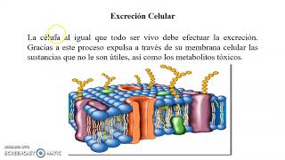 La excreción en los organismos [upl. by Aehsrop567]