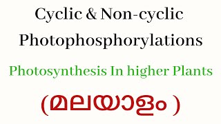 CYCLIC AND NONCYCLIC PHOTOPHOSPHORYLATIONS [upl. by Nnyluqcaj]