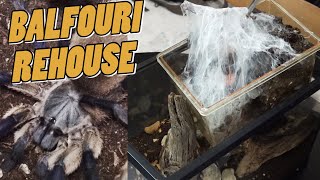 Balfouri Rehousing Tarantula Feeding and MORE [upl. by Warenne962]