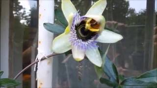 Opening Passionflower  Passiflora Caerulea [upl. by Eissel1]