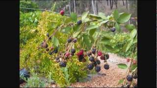 Thornless blackberry Arapaho [upl. by Mathian]